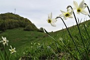 05 Narcisi in Canto Alto